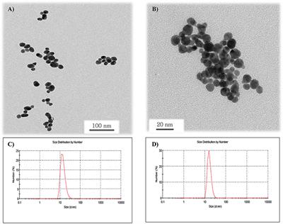 Two Methods of AuNPs Synthesis Induce Differential Vascular Effects. The Role of the Endothelial Glycocalyx